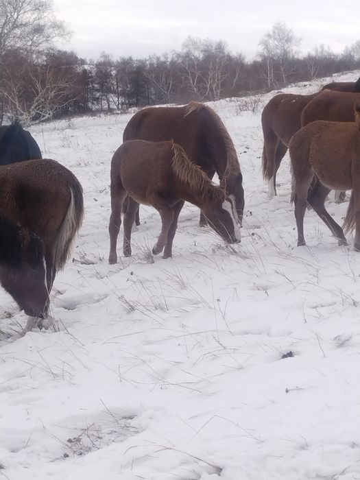 4 бас еркек жабағылар сатылады