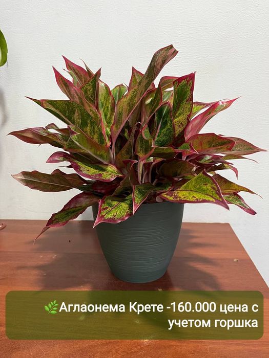 Аглаонема, Аукуба, Диффинбахия, Папоротник и др