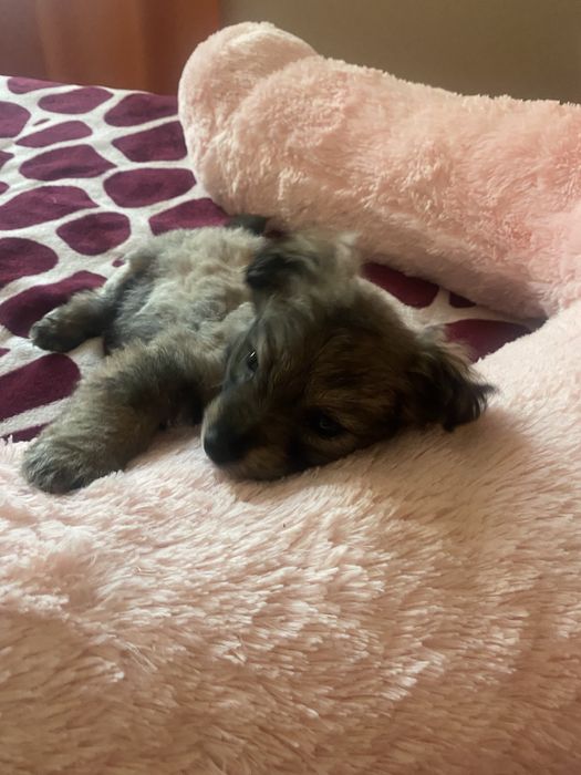 Ofer spre adopție un cățel