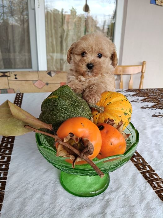 Малтипу(бебета)Малтипу