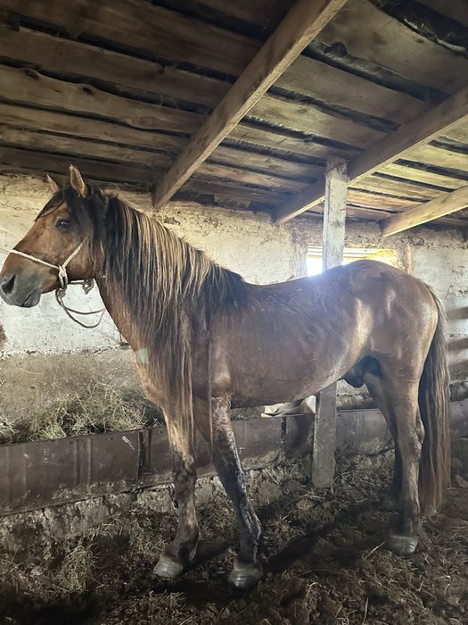 Айгыр мз сатылады