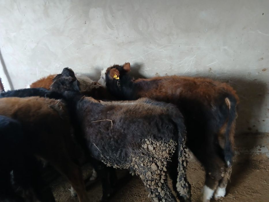 Продается бычки все хорошие. 7 голов.