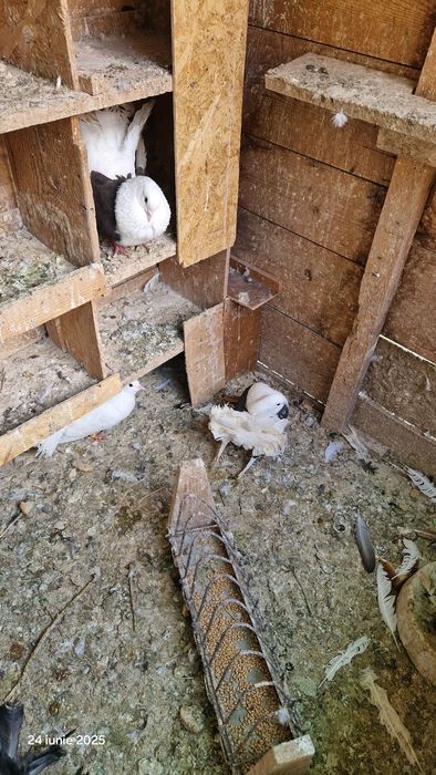 Vind porumbei pavasi.