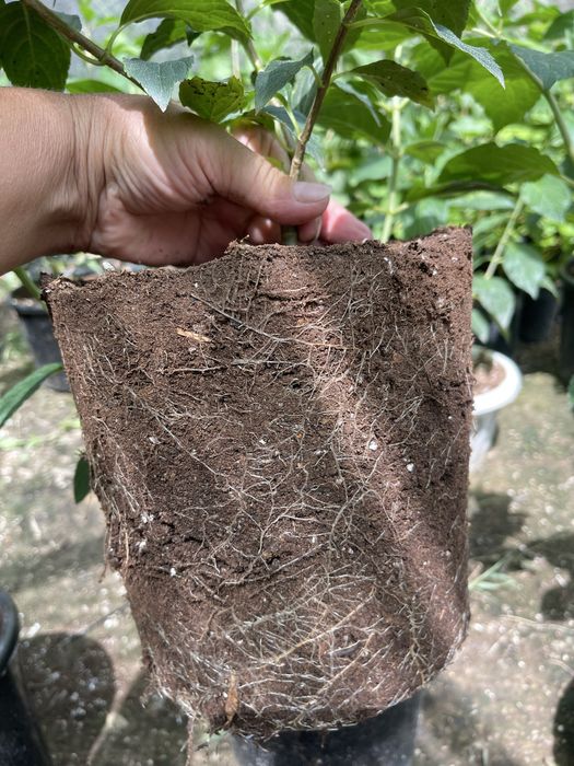 Гортензии в продаже четырех литр. горшке по сто пятесят тыс сумм