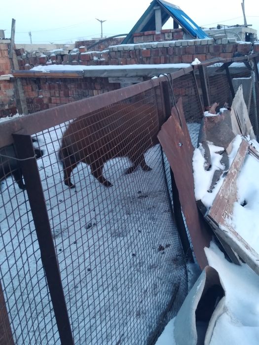 Продам кабана венгерская мангалица