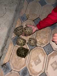 Черепахи средних размеров