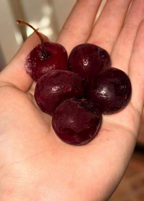 Продам домашнюю вишню очень крупная,