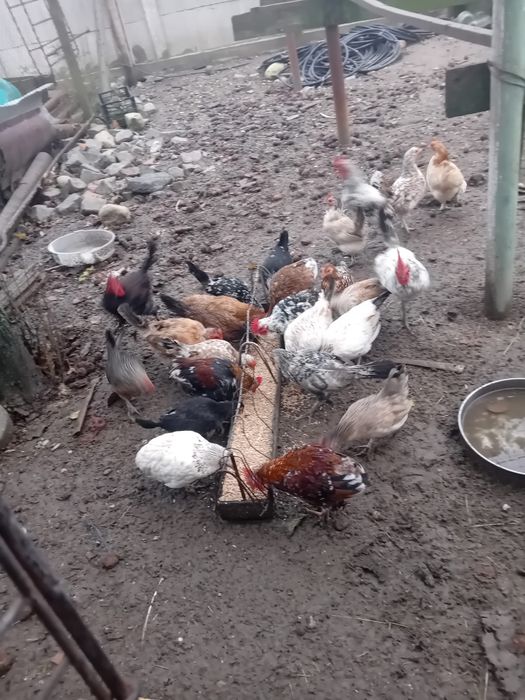 Vând păsări și iepuri