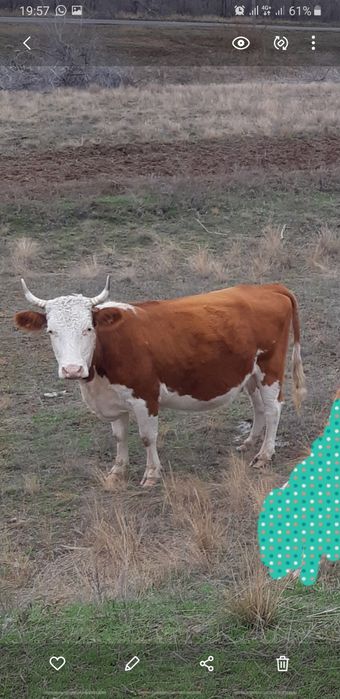 Продам корову...