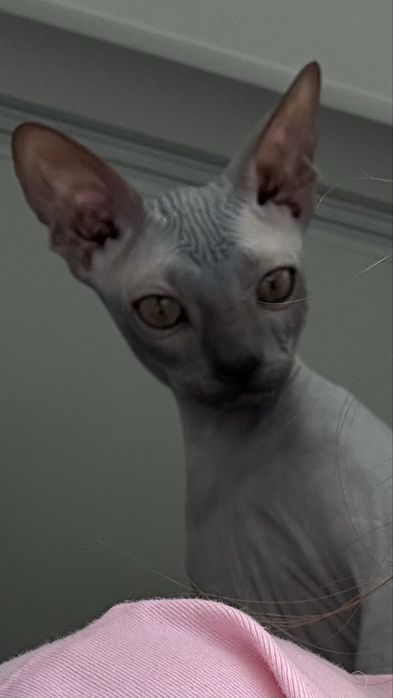 Котёнок сфинкс мальчик