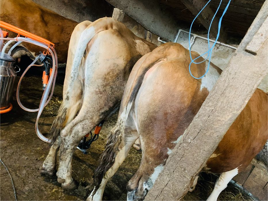 Lapte de vaca bio