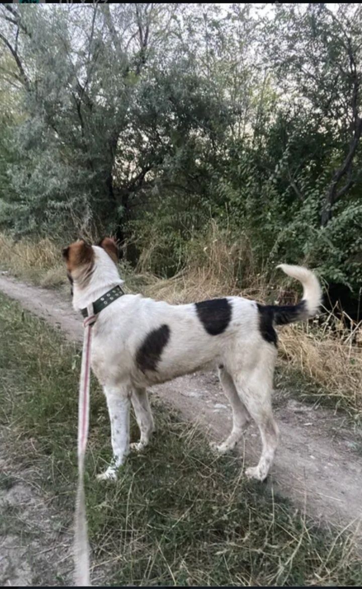 алабай күшіктері
