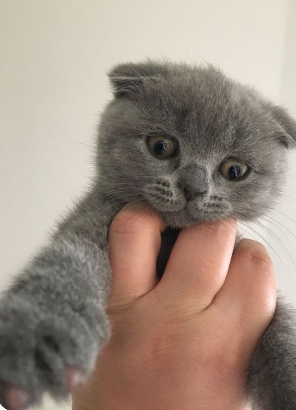 Продаются шотландские вислоухие котята