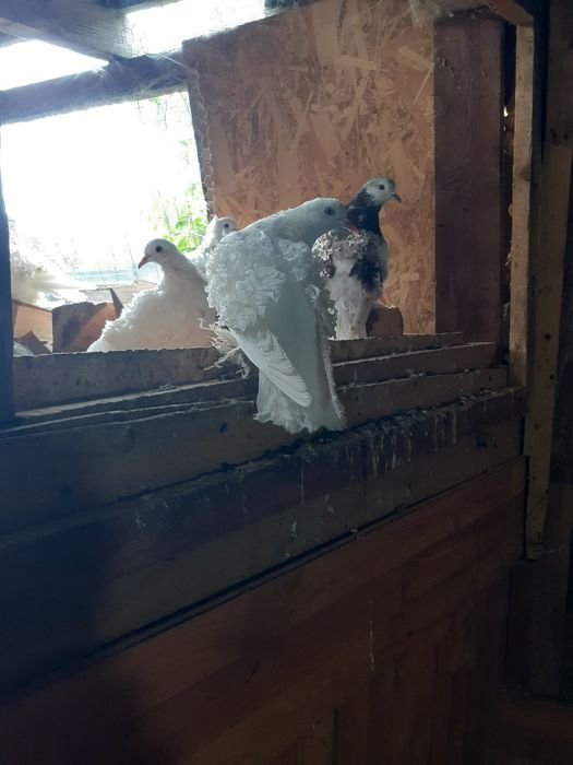 Porumbei creti francezi.