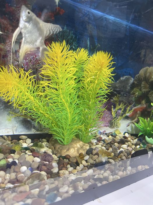 Аквариумные экзотические рыбки (с 4 рыбками)