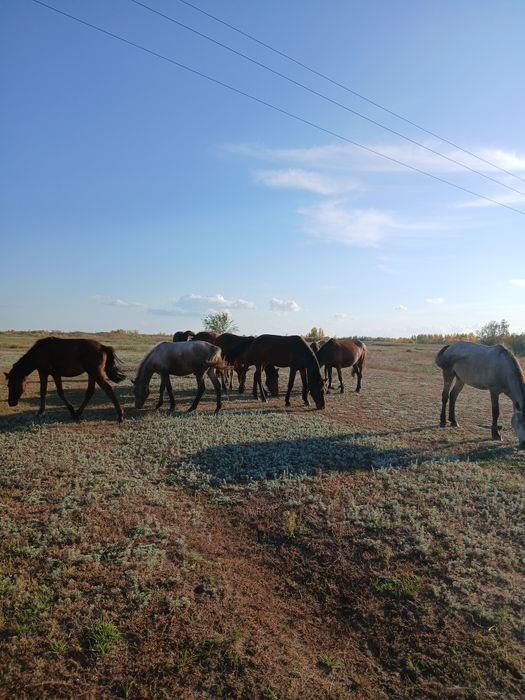Жылқылар сатылады айғыр үйір жылқы