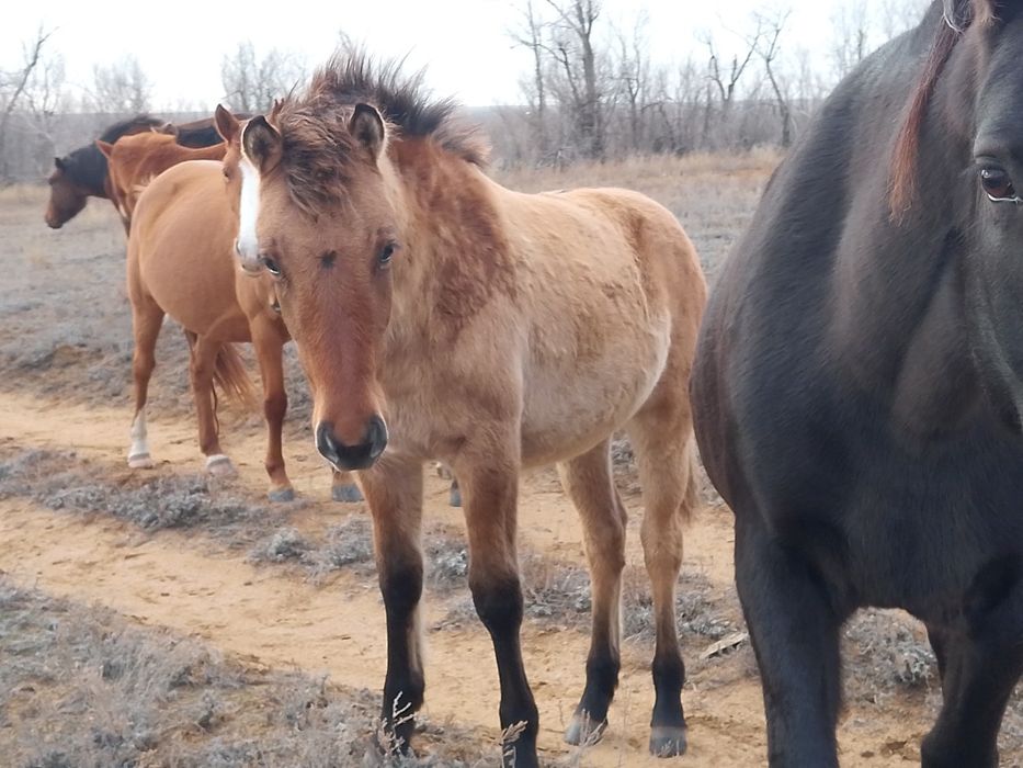 Еркек жабагылар сатылады