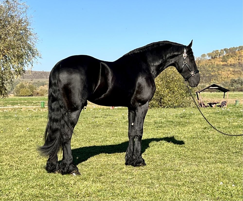 Armăsar Friesian Top Frizian