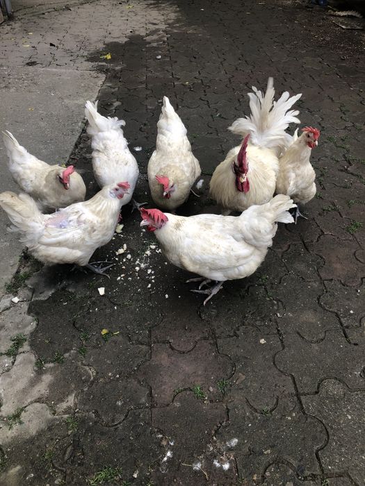 Vand cocosi din rasele: brakel,wiandotte, la bresse