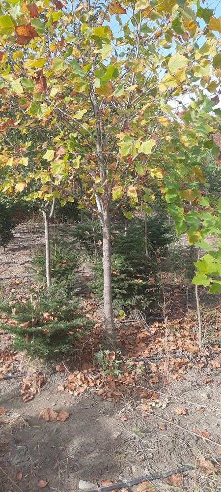 Copaci Foiose Conifere Plante Ornamentale