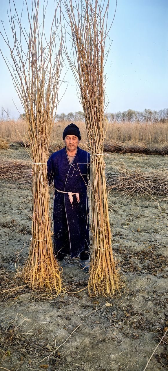 Тут кучатлари сотилади