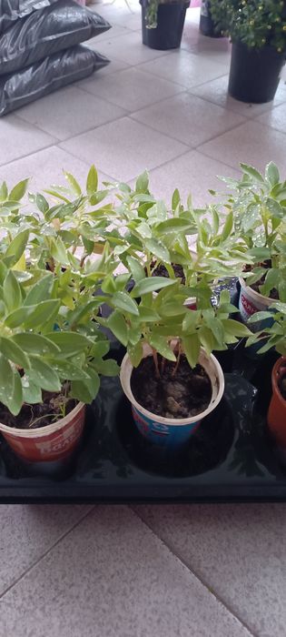 Алстромерии - розова