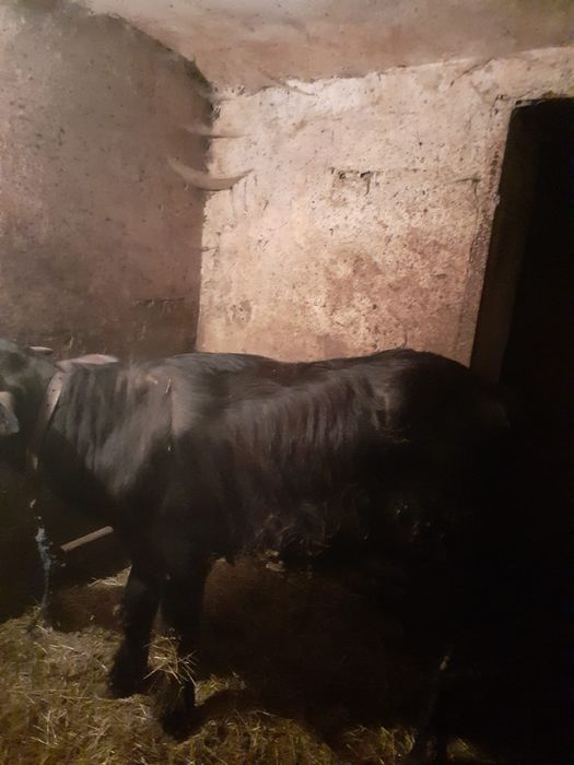 Vând vițel de bivolă