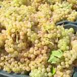 Vând struguri de vin disponibil oriunde în țară pentru comenzi în pv