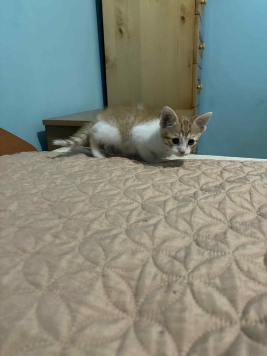 Подарявам мъжко коте