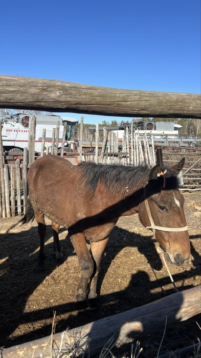 Два тая с откорма