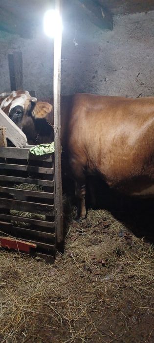 Vand vaca de 7 ani gestanta na 8 luni