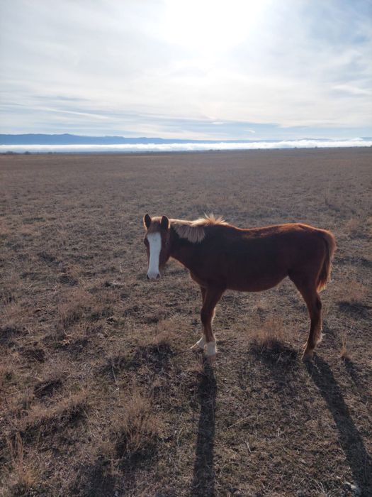 Тайдан кунан шыгарлар сатылады