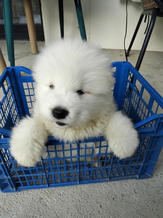 Samoyed fetita pufoasa