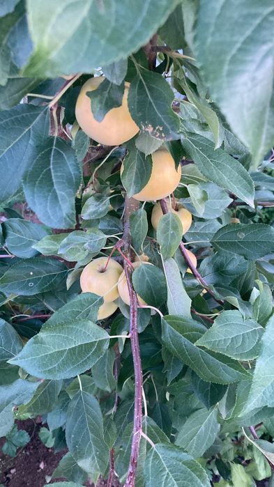 Дача в обществе СПП