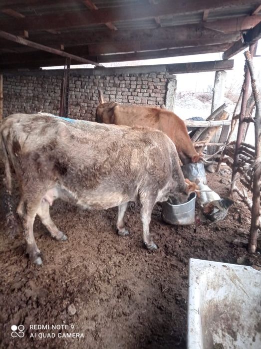 Семіртілген сиырлар жылқы