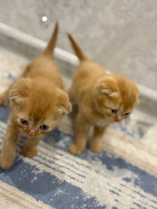 КОШКИ МУШУК скоттиш фолд