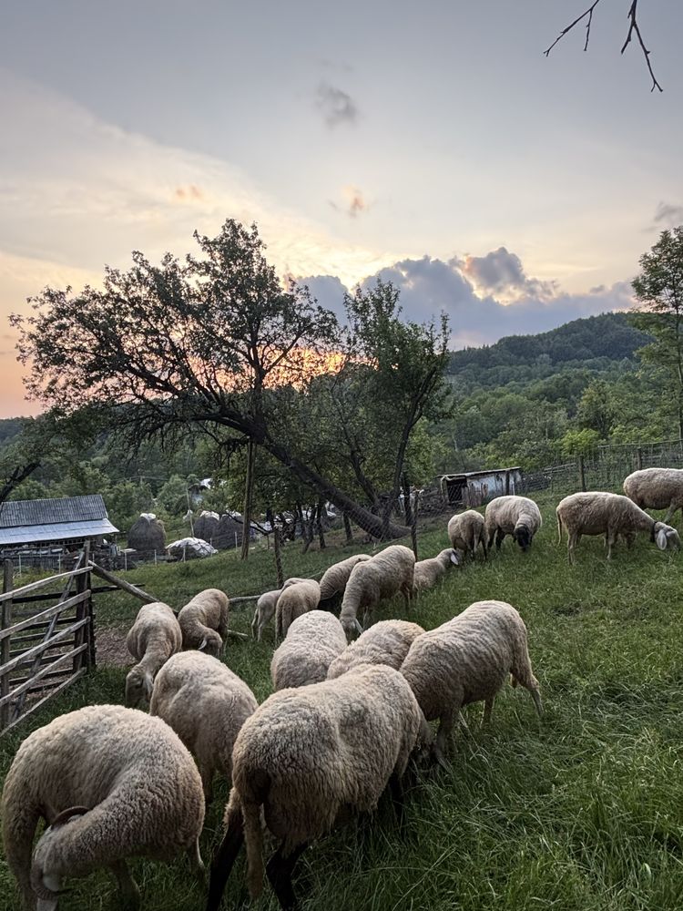 Vand oi bergamasca si berbec carabas