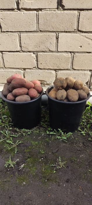 Продам картофель