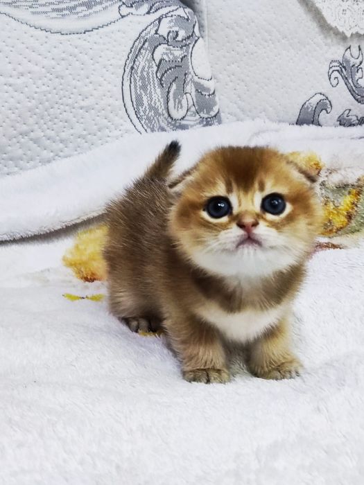 Scottish straight și scottish fold  gold.