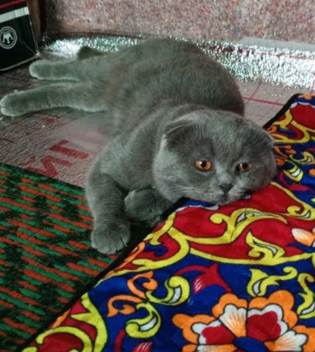 Zotlik Sokish mushugi