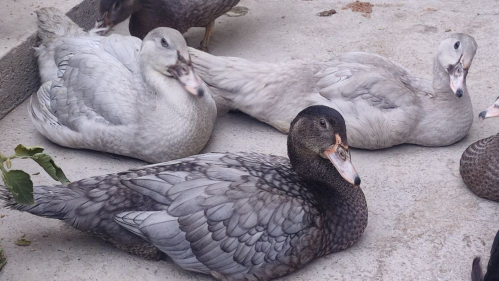 Nemetiski indautka Jojalari