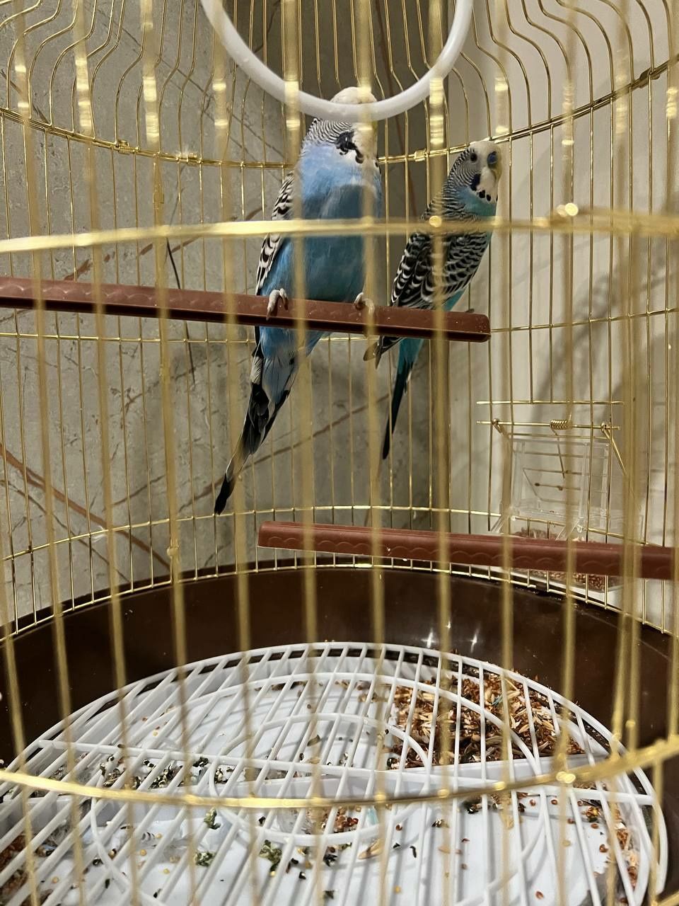 Голубой попугай пара
