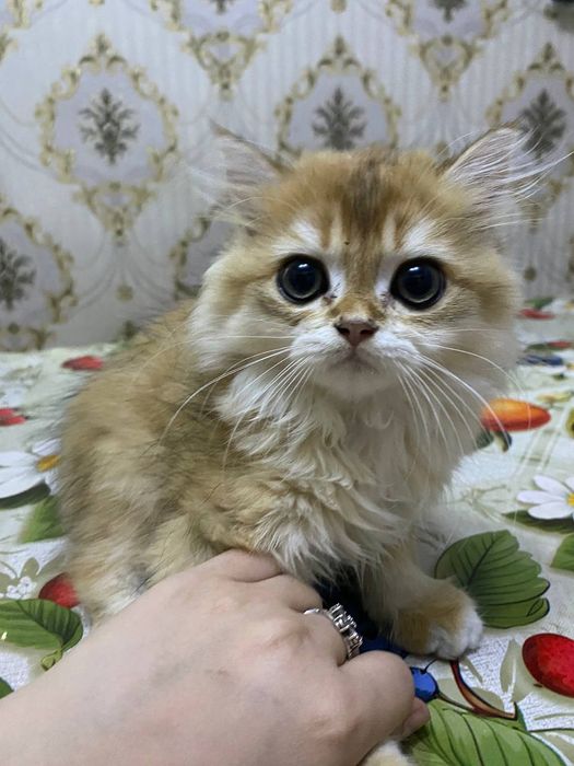 Продаетса  кошки  мушуклар шиншила