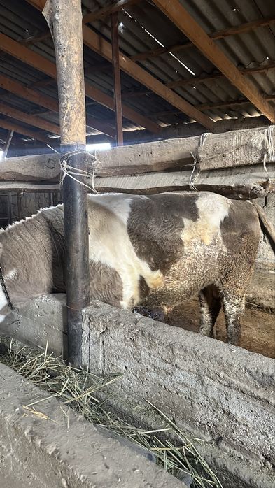 Бычоктар сатылады семіз