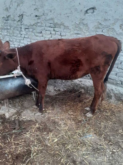 3 ta mol sotiladi, narxi kelishiladi