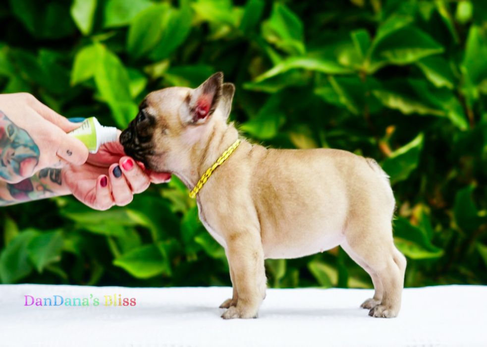 Bulldog francez bej cu pedigree - fetita