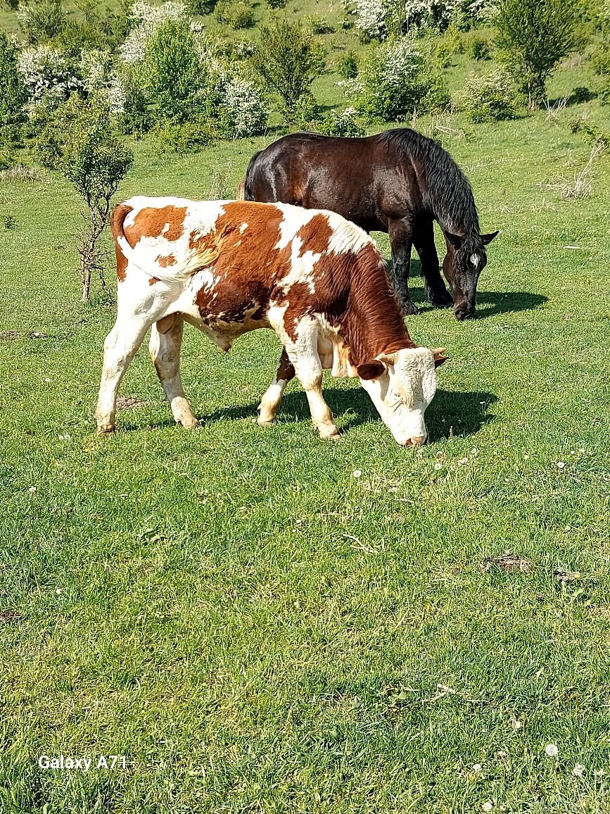 " Vând taur dr 1an jumate băltat românesc mai multe detalii la nr de t