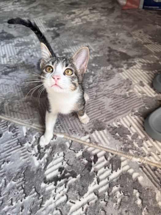 Котенок девочка в заботливые руки