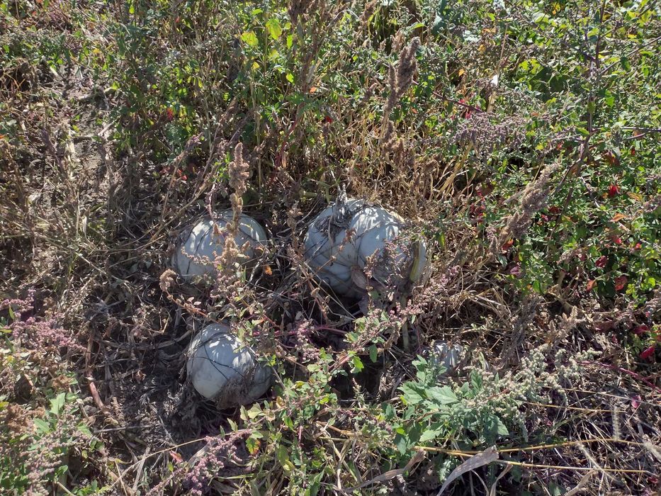 Dovleac alb placintar