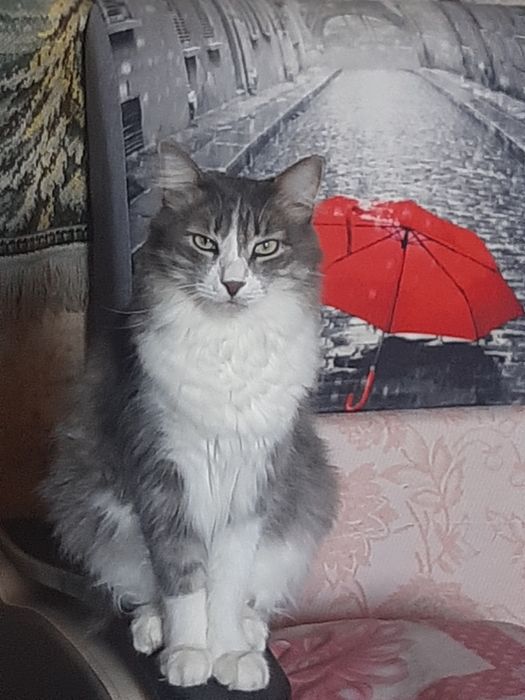 Отдам котика в добрые руки